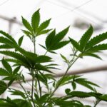Washington’s disruption of hemp is growing instability in KY