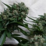From Grow Houses to Heat Pumps: Arcata Considers Repealing a Tax Born in the Marijuana Boom