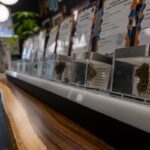 Massachusetts could become the first state to reverse marijuana legalization when it votes in November