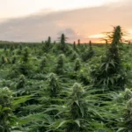 Virginia Governor Proposes Amendments To Budget Containing Marijuana Legalization—Without Suggesting Cannabis Changes
