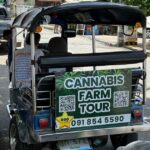 Chiang Mai’s Cannabis Tourism Lures Koreans Despite Legal Risks