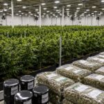 Michigan Sold $258 Million In Marijuana In May. Now Lawmakers Want To Limit New Cannabis Licenses
