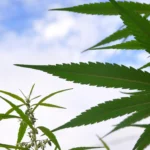 More Than 100 Alabama Patients Bought Medical Marijuana In First Week Of Legal Sales