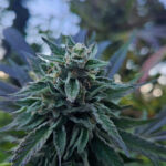 Mendocino County Museum seeks submissions on marijuana history