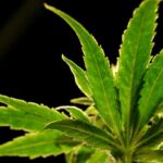 Citywide ban on new medical marijuana dispensaries in Palm Bay
