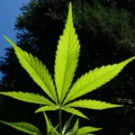 Virginia Lawmakers And Governor ‘Have A Deal’ On Bill To Legalize Marijuana Sales This Month
