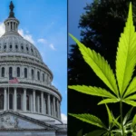 New Bill In Congress Would Let States Force Federal Reclassification Of Drugs Like Marijuana And Psychedelics