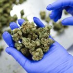 TSA updates medical marijuana travel guidance for air passengers