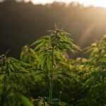 Sherrill signs bill revising framework for hemp, intoxicating hemp beverages and medical cannabis