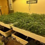 Over 1,000 Marijuana Plants Seized From Illegal Grow Operation In IE Neighborhood