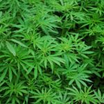 Gov. Ayotte Vetoes Bill to Expand Cultivation of Medicinal Marijuana