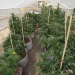 New Hampshire Governor Vetoes Bill To Allow Medical Marijuana Cultivation In Greenhouses