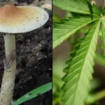 Congressional Committee Allows Military Psychedelics Amendment To Advance But Blocks Marijuana Testing Proposal For Recruits