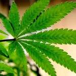 Fetterman joins Senate Dems in pushing for legal marijuana across US