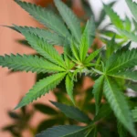 DEA Inviting Only Marijuana Opponents To Participate In Rescheduling Hearing Is Actually An ‘Encouraging Sign’ For Supporters (Op-Ed)