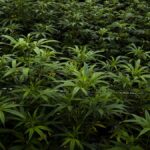 Teamsters bow out of attempt to unionize KC-area cannabis company
