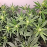 New Federal Report Analyzes Scales Used To Weigh Marijuana, Offering Advice For State Officials