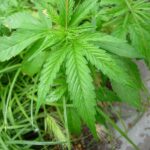 City Commission to look at revisions to marijuana “social equity policy” in Kalamazoo
