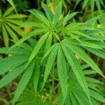 Erie County Urges Caution When Purchasing Hemp-Derived THC