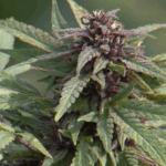 Doctors warn cannabis use during Fourth of July heat can increase risk of dehydration