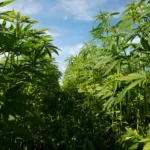 Virginia Hemp Farmers And Businesses Worry About Changes Included In Newly Passed Marijuana Market Legislation