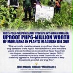 P6-M worth of marijuana plants destroyed in Agusan del Sur