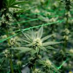 Michigan regulators weigh sanctions for popular weed vape manufacturer