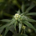 Texas is banning several THC products. Find out what will still be legal on July 31.