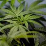 What you need to know as Virginia approves legal recreational marijuana sales