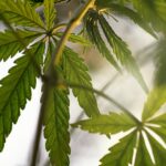 Texas Bans Delta-8 THC Hemp Products, Effective July 31