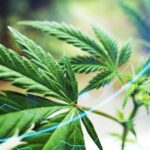 Vireo Growth Buys into Ohio as Retail Footprint Approaches 300 Dispensaries