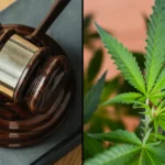 Federal Judge Questions Link Between Marijuana And Guns, Citing ‘Widespread State Legalization’