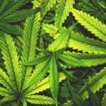 Bendigo home linked to arrest in alleged drug syndicate raids across state