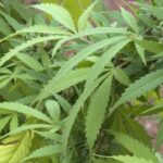 Sickle cell, PMOS now eligible for treatment with medical cannabis in Illinois