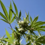 Hawaii Officials Defend Hemp Crackdown From Industry Lawsuit