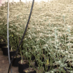 OBN agents conduct raid on marijuana grow in Okmulgee