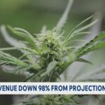 TN hemp revenue down 98% from projections