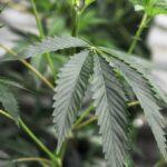 Oregon police bust illegal marijuana grow, find potential labor trafficking
