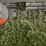 Tenn. man charged with 5 drug offenses after deputies seize 246 suspected marijuana plants