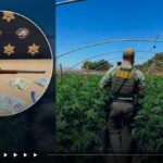 2 arrested after deputies uncover nearly 2,000 marijuana plants in San Benito County