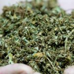 Rand Paul supports Senate move to delay hemp ban but wants more action