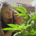 Albany woman dispenses cannabis recipes after growing her own plants