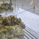 Ohio Marijuana Market Contends with High Prices