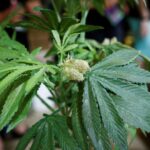 Marijuana rescheduling fight faces key Monday deadline