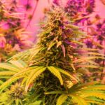 Rep. Dave Joyce presses Trump on marijuana rescheduling details