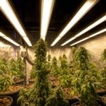 One year on, Delaware’s marijuana industry continues to face obstacles, debate