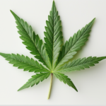 New law allows cannabis sales at farmers’ markets and community events