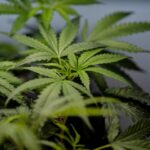 Opinion | Could judge’s ruling finally end disputes over cannabis community impact fees?