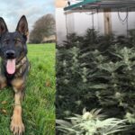 Police dog sniffs out cannabis suspect hiding behind fake wall