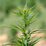 PA AG Dave Sunday urges hemp crackdown